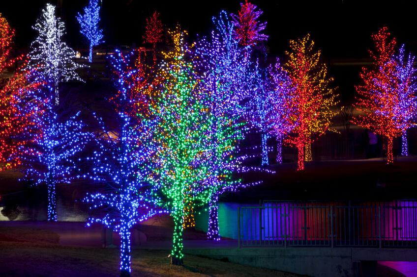 Get your garden growing this winter with these three top plants!