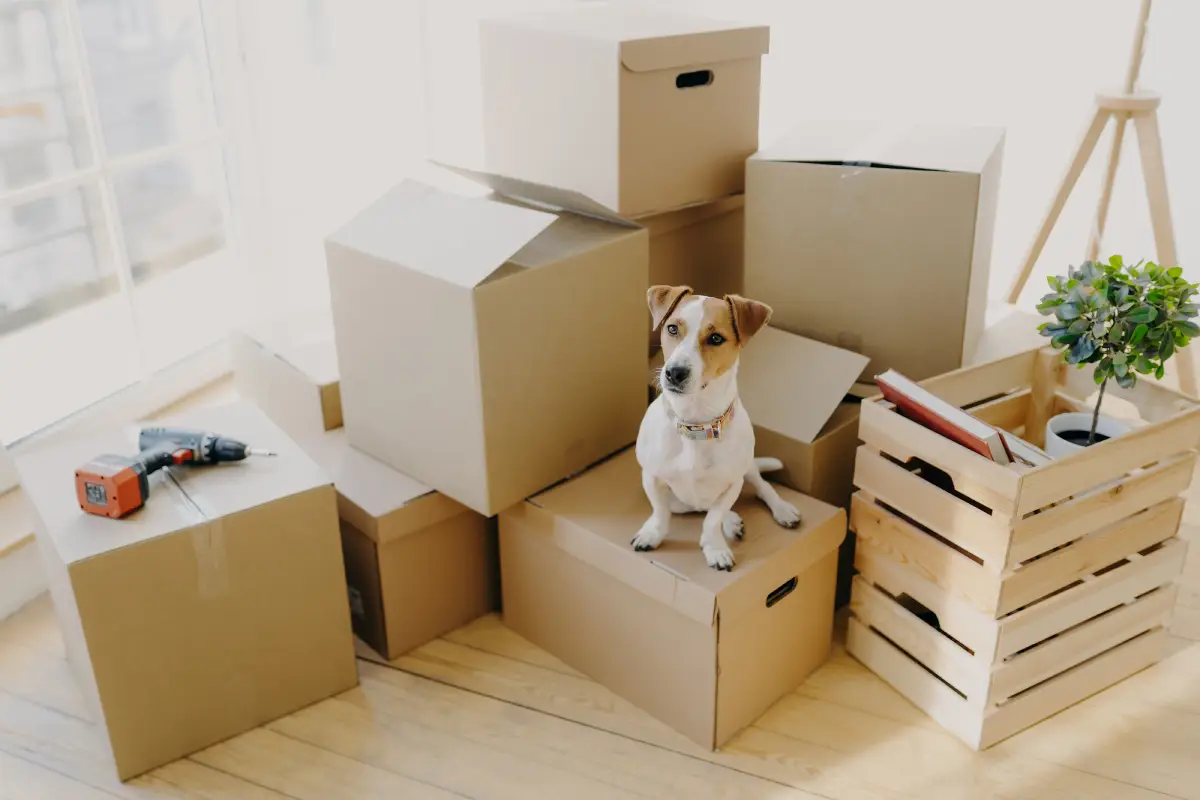Crafting a Pet-Friendly Lease That Works in Denver’s Rental Market
